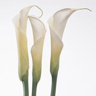 Calla Lily (Close Cut) (White) : Wholesale Flowers : Blooms By The Box
