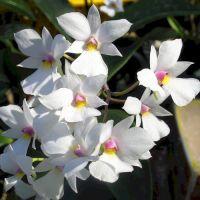 Dendrobium (White) : Wholesale Flowers : Blooms By The Box