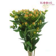 Hypericum Peach : Wholesale Flowers : Blooms By The Box