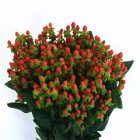 Hypericum (Red) : Wholesale Flowers : Blooms By The Box