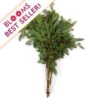 Eucalyptus Seeded : Wholesale Flowers : Blooms By The Box