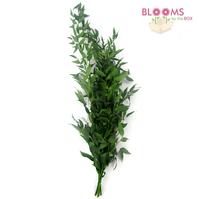 Italian Ruscus Green : Wholesale Flowers : Blooms By The Box