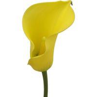 Calla Lily Mini (Yellow) : Wholesale Flowers : Blooms By The Box