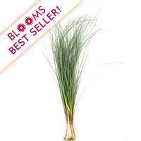 Bear Grass : Wholesale Flowers : Blooms By The Box