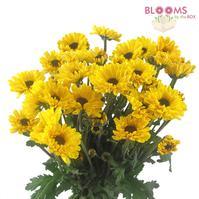 Pompon Vyking Yellow : Wholesale Flowers : Blooms By The Box