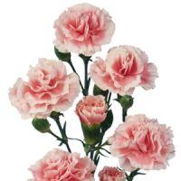 Mini Carnations (Pink) : Wholesale Flowers : Blooms By The Box