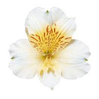Alstroemeria (White) : Wholesale Flowers : Blooms By The Box