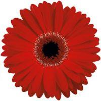 Gerbera Daisy Red : Wholesale Flowers : Blooms By The Box