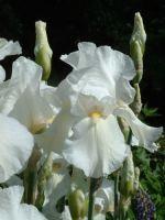 Iris (White) : Wholesale Flowers : Blooms By The Box