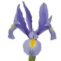 Iris (Light Blue)  : Wholesale Flowers : Blooms By The Box
