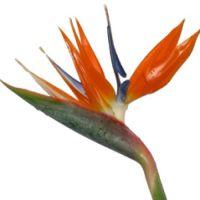 Bird of Paradise : Wholesale Flowers : Blooms By The Box