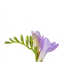 Freesia Purple : Wholesale Flowers : Blooms By The Box