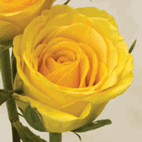 Rose Goldstrike Yellow 40cm : Wholesale Flowers : Blooms By The Box
