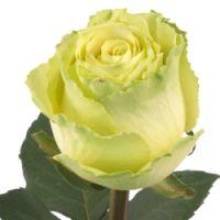 Wholesale Rose Limbo Green 40cm