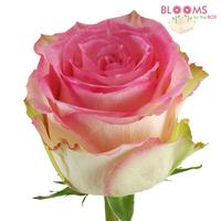 Rose Esperance Pink & White 60cm : Wholesale Flowers : Blooms By The Box
