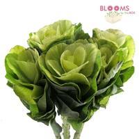 Kale (White) : Wholesale Flowers : Blooms By The Box