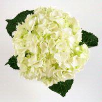 Wholesale Hydrangea Large (White)