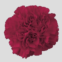 Carnations (Burgundy)  Fancy : Wholesale Flowers : Blooms By The Box
