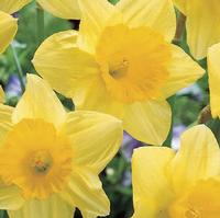 Daffodil Carlton ( Large Yellow) : Wholesale Flowers : Blooms By The Box