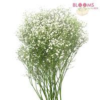 Gypsophila Million Star : Wholesale Flowers : Blooms By The Box