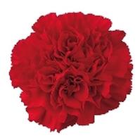 Carnations (Red) Fancy : Wholesale Flowers : Blooms By The Box