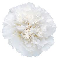 Carnations (White) Fancy : Wholesale Flowers : Blooms By The Box