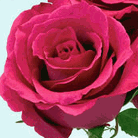 rose hot lady