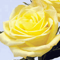 Rose Skyline 50 cm. : Wholesale Flowers : Blooms By The Box