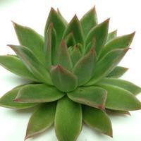 Wholesale Agavoides Small Green Succulents 5cm