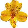 Alstroemeria (Yellow) : Wholesale Flowers : Floral Supplies