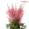 Astilbe (Pink) : Wholesale Flowers : Floral Supplies