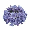 Agapanthus (Blue) : Wholesale Flowers : Floral Supplies