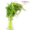 Amaranthus Hanging (Green) : Wholesale Flowers : Floral Supplies