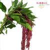 Amaranthus Hanging Red : Wholesale Flowers : Floral Supplies