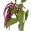Amaranthus Hanging (Red) : Wholesale Flowers : Floral Supplies