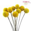 Crespedia (Billy Balls) : Wholesale Flowers : Floral Supplies