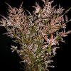 Calycinia Heather (White) : Wholesale Flowers : Floral Supplies