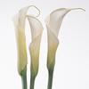 Wholesale Calla Lily (Close Cut) (White)