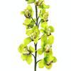 Cymbidium Orchid Spray (Green) : Wholesale Flowers : Floral Supplies