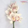 Cymbidium Mini White : Wholesale Flowers : Floral Supplies