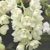 Cymbidium (White)  Mini : Wholesale Flowers : Floral Supplies