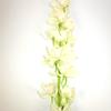 Cymbidium Orchid Spray (White) : Wholesale Flowers : Floral Supplies