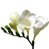 Freesia White : Wholesale Flowers : Floral Supplies