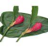 Ginger (Red) : Wholesale Flowers : Floral Supplies