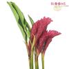 Ginger (Red) : Wholesale Flowers : Floral Supplies
