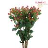 Hypericum Red : Wholesale Flowers : Floral Supplies