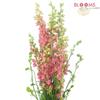 Larkspur Pink : Wholesale Flowers : Floral Supplies