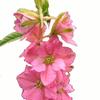 Larkspur (Pink) : Wholesale Flowers : Floral Supplies