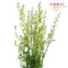 Larkspur White : Wholesale Flowers : Floral Supplies