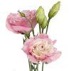Lisianthus (Pink) : Wholesale Flowers : Floral Supplies